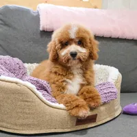 F1B Spaghetti, a female Miniature Goldendoodle for sale in Syracuse, IN – Photo 3 of 10