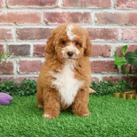 F1B Spaghetti, a female Miniature Goldendoodle for sale in Syracuse, IN – Photo 6 of 10