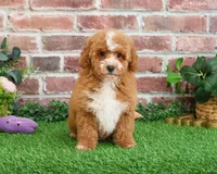 F1B Spaghetti, a female Miniature Goldendoodle for sale in Syracuse, IN – Photo 4 of 10