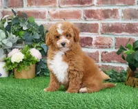 F1B Spaghetti, a female Miniature Goldendoodle for sale in Syracuse, IN – Photo 1 of 10