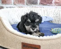 AKC Jimmy, a male Miniature Schnauzer for sale in Syracuse, IN – 4 of 6
