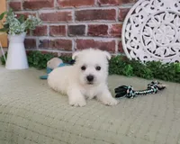 AKC Wallace , a male West Highland White Terrier for sale in Syracuse, IN – 6 of 7