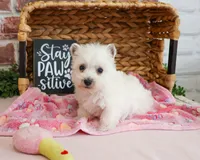 Caroline, a female West Highland White Terrier for sale in Syracuse, IN – 4 of 7