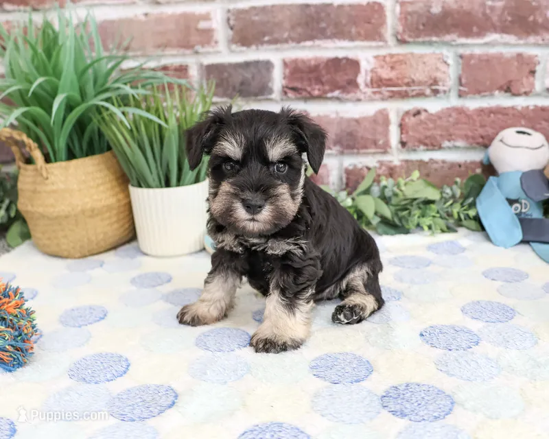 AKC Landon – Miniature Schnauzer puppy for sale in Syracuse, IN