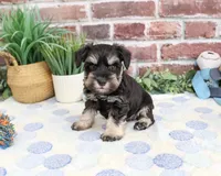 AKC Landon, a male Miniature Schnauzer for sale in Syracuse, IN – 1 of 4