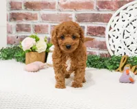 F1B Matilda , a female Cavapoo for sale in Syracuse, IN – 2 of 8