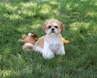 AKC Fox , a male Shih Tzu for sale in Syracuse, IN – 4 of 10