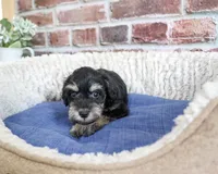 AKC Jonah, a male Miniature Schnauzer for sale in Syracuse, IN – 4 of 5