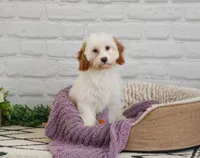 F1 Emerald, a female Cavapoo for sale in Syracuse, IN – 3 of 10