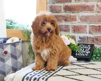 F1B Frappe, a female Cavapoo for sale in Syracuse, IN – 5 of 5