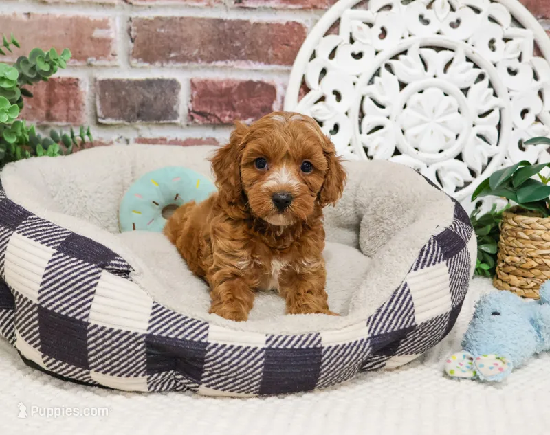 F1B Illius  – Cavapoo puppy for sale in Syracuse, IN