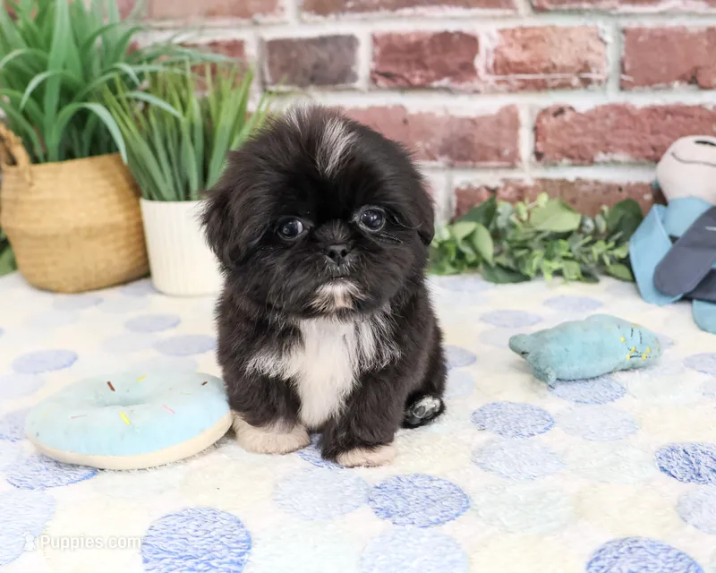 AKC Manny  – Shih Tzu puppy for sale in Syracuse, IN