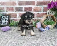 AKC Leah, a female Miniature Schnauzer for sale in Syracuse, IN – 4 of 6