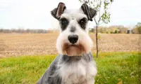 Sophie, a female Miniature Schnauzer for sale in Syracuse, IN – 3 of 3