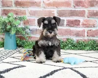 AKC Tristan , a male Miniature Schnauzer for sale in Syracuse, IN – 5 of 6