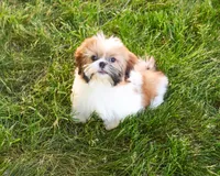 AKC Flower , a female Shih Tzu for sale in Syracuse, IN – 2 of 10