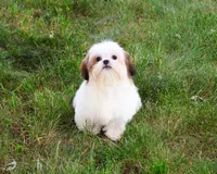 AKC Freckles , a female Shih Tzu for sale in Syracuse, IN – 4 of 10