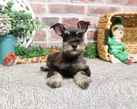 AKC Esperanza, a female Miniature Schnauzer for sale in Syracuse, IN – Photo 5 of 10