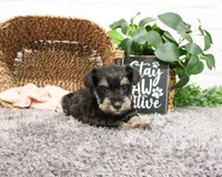 AKC Esperanza, a female Miniature Schnauzer for sale in Syracuse, IN – Photo 6 of 10