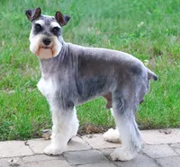 AKC Esperanza, a female Miniature Schnauzer for sale in Syracuse, IN – Photo 10 of 10