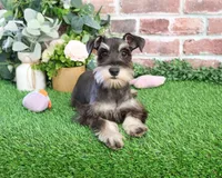 AKC Esperanza, a female Miniature Schnauzer for sale in Syracuse, IN – Photo 2 of 10