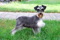 AKC Esperanza, a female Miniature Schnauzer for sale in Syracuse, IN – Photo 9 of 10