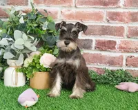 AKC Esperanza, a female Miniature Schnauzer for sale in Syracuse, IN – Photo 1 of 10