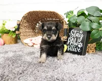 AKC Esperanza, a female Miniature Schnauzer for sale in Syracuse, IN – Photo 7 of 10