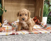 AKC Atlas, a male Poodle - Miniature  for sale in Syracuse, IN – 4 of 4
