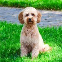 F1B Gentry , a female Miniature Goldendoodle for sale in Syracuse, IN – Photo 5 of 5