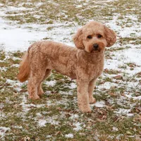 F1B Gentry , a female Miniature Goldendoodle for sale in Syracuse, IN – Photo 3 of 5