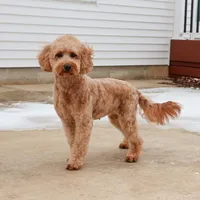 F1B Gentry , a female Miniature Goldendoodle for sale in Syracuse, IN – Photo 1 of 5