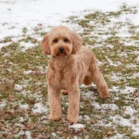 F1B Gentry , a female Miniature Goldendoodle for sale in Syracuse, IN – Photo 4 of 5
