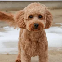 F1B Gentry , a female Miniature Goldendoodle for sale in Syracuse, IN – Photo 2 of 5