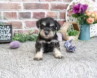 AKC Leah, a female Miniature Schnauzer for sale in Syracuse, IN – 2 of 6