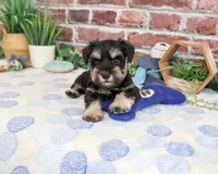 AKC Landon, a male Miniature Schnauzer for sale in Syracuse, IN – 4 of 4
