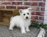 AKC Delight, a female West Highland White Terrier for sale in Syracuse, IN – 3 of 10
