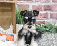 AKC Jacob, a male Miniature Schnauzer for sale in Syracuse, IN – 6 of 10