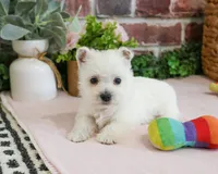 Bonnie, a female West Highland White Terrier for sale in Syracuse, IN – 3 of 6