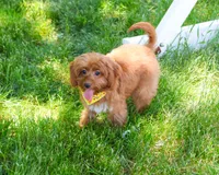 F1B Valentino , a male Cavapoo for sale in Syracuse, IN – 4 of 10