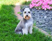 AKC Alex - Neutered , a male Miniature Schnauzer for sale in Syracuse, IN – Photo 5 of 6