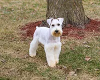 AKC Alex - Neutered , a male Miniature Schnauzer for sale in Syracuse, IN – Photo 2 of 6