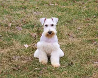 AKC Alex - Neutered , a male Miniature Schnauzer for sale in Syracuse, IN – Photo 3 of 6