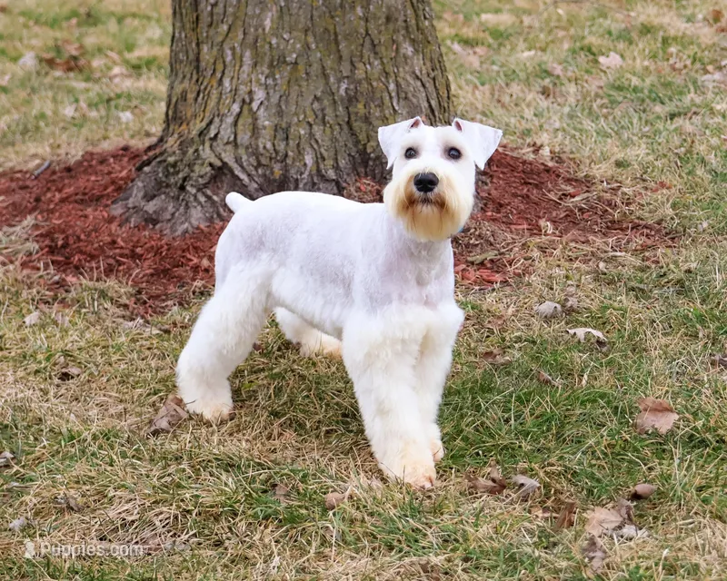 AKC Alex - Neutered  – Miniature Schnauzer puppy for sale in Syracuse, IN