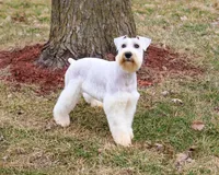 AKC Alex - Neutered , a male Miniature Schnauzer for sale in Syracuse, IN – Photo 1 of 6