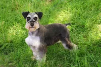 AKC Alex - Neutered , a male Miniature Schnauzer for sale in Syracuse, IN – Photo 6 of 6