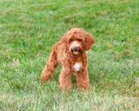 F1B Illius , a male Cavapoo for sale in Syracuse, IN – 3 of 10