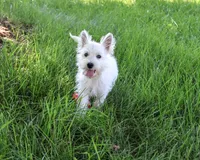 AKC Bonnie, a female West Highland White Terrier for sale in Syracuse, IN – 7 of 10