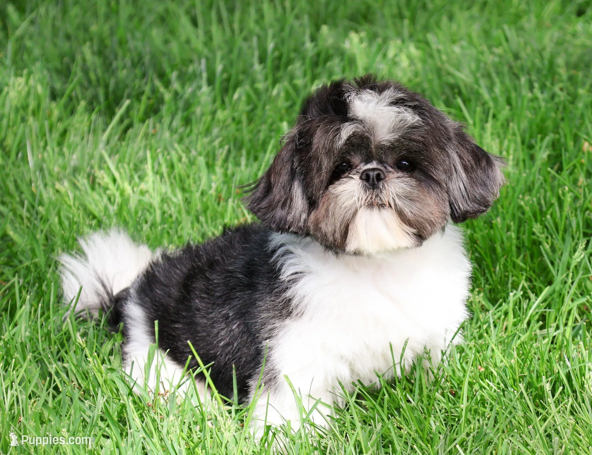 AKC Andre , a male Shih Tzu for sale in Syracuse, IN – Photo 7 of 7