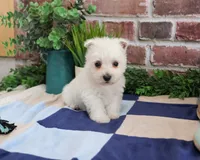 AKC Stefan, a male West Highland White Terrier for sale in Syracuse, IN – 2 of 5
